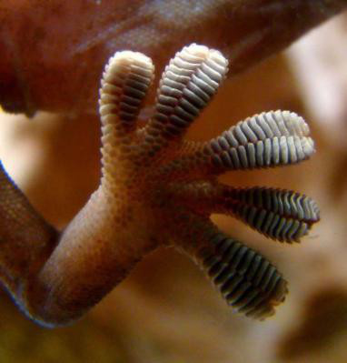 แอสเซมบลี Arm Robotic Arm Gripper Design การหดตัวของแผ่นโลหะอะครีลิค 100-1000mm / S 2.85kg